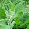 Spieß-Melde (Atriplex prostrata).