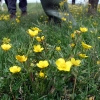 Raue Hahnenfuß (Ranunculus sardous)