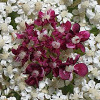 Daucus mit mehreren Zentralblüten