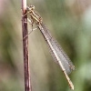 Platycnemis pennipes