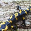 Feuersalamander (Salamandra salamandra)