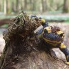 Feuersalamander (Salamandra salamandra)
