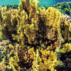 Bild-Broschüre 'Korallenriffwissen'
