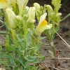 Echtes Leinkraut (Linaria vulgaris)  