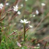 Kurzfrüchtiges Weidenröschen (Epilobium brachycarpum)