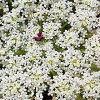 Daucus-Blüte