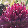 Wildbiene auf Allium