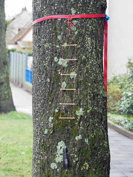 Flechten in Kartierungsgitter