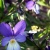 Borkum, Wildes Stiefmütterchen (Viola tricolor)